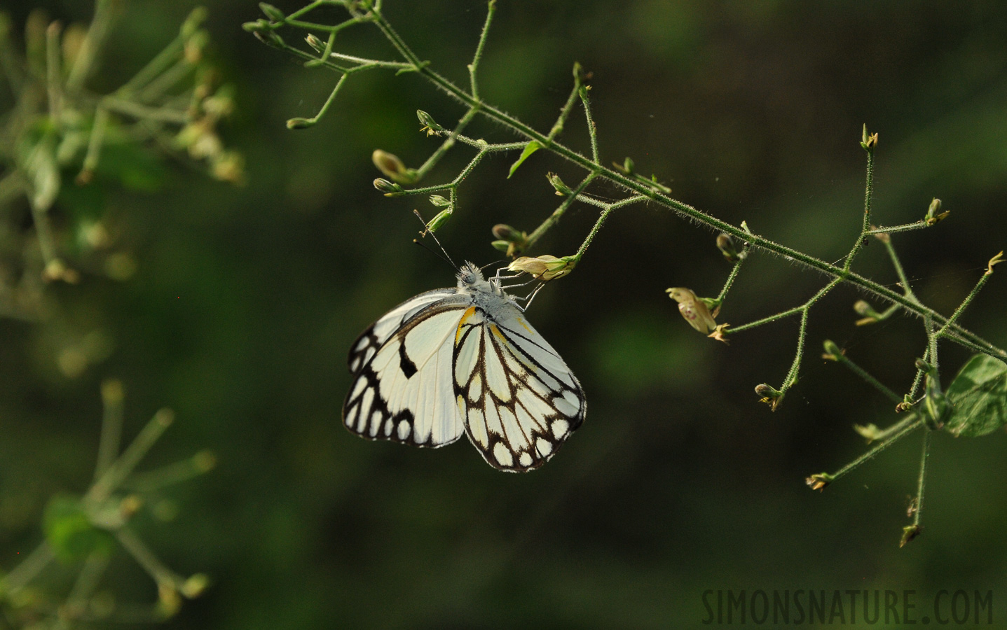 Belenois gidica abyssinica [300 mm, 1/1250 Sek. bei f / 8.0, ISO 1600]